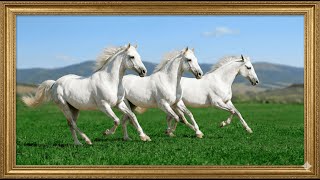 Majestic White Horses Galloping | Golden Frame TV Art Screensaver | TV Frame Art Gallery (4K UHD)