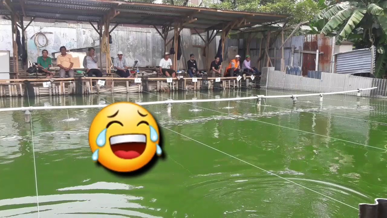 GALAPUNG ikan Mas Umpan Putih kombinasi Coklat