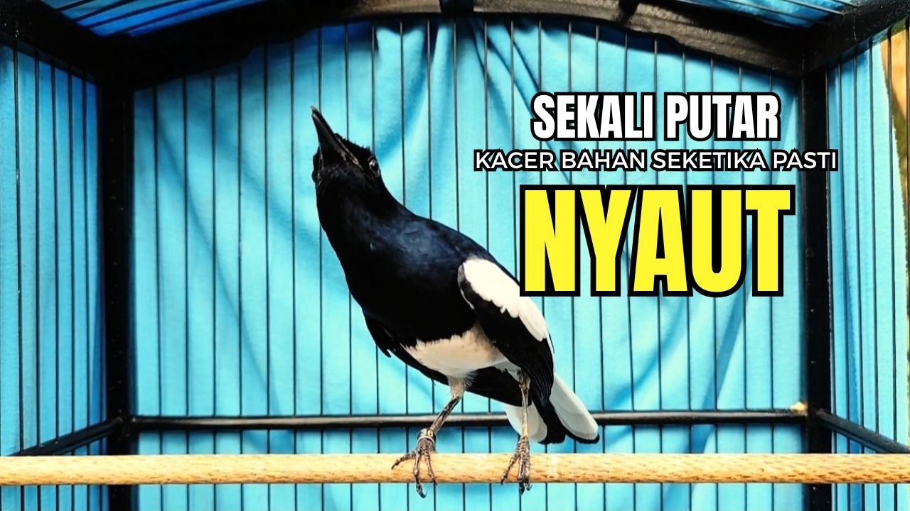 PANCINGAN KACER bahan SUSAH bunyi, KACER GACOR NGEPLONG bikin KACER MANAPUN ikut GACOR