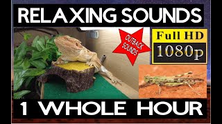 BEARDED DRAGON MUSIC SOUNDS BEARDED DRAGON  1 HOUR  AUSTRALIAN BUSH CRICKETS BIRDS