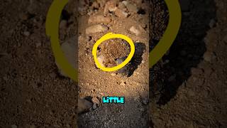 🐜 Top 3 Strongest Tiny Animals on Earth (Number 1 Is INSANE!) 😱 #animanimals #shorts
