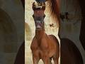 خيل فرس حصان      مصر تونس المغرب العراق السعوديه سوريا الكويت