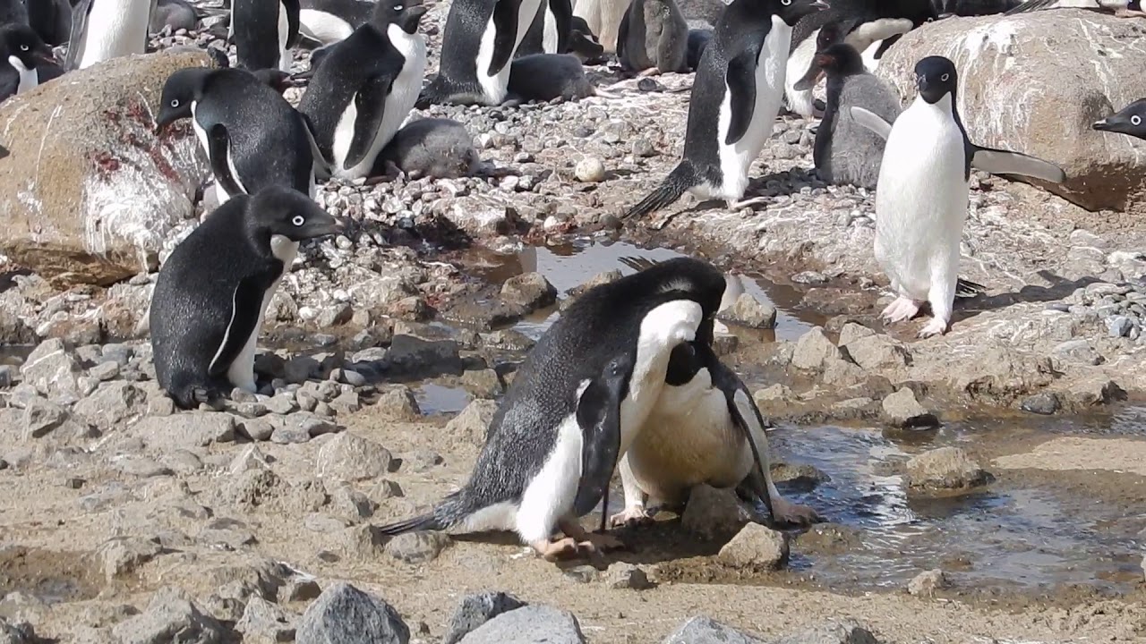 Adelie penguins fight - YouTube
