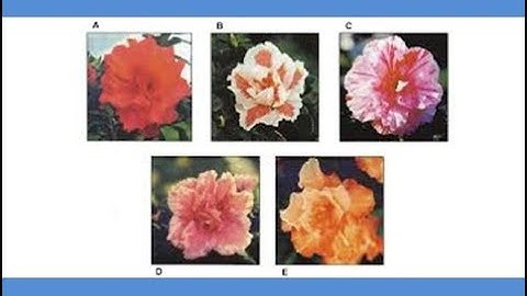 Applications of Somaclonal variations/ Advantages and limitations/ Hindi, Urdu.English by Dr. Zahid