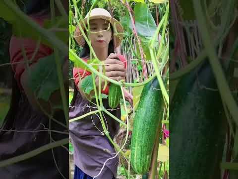 Enjoy beautiful nature with rural life 406 # MP Fresh #fruit #countrylife #farming #garden