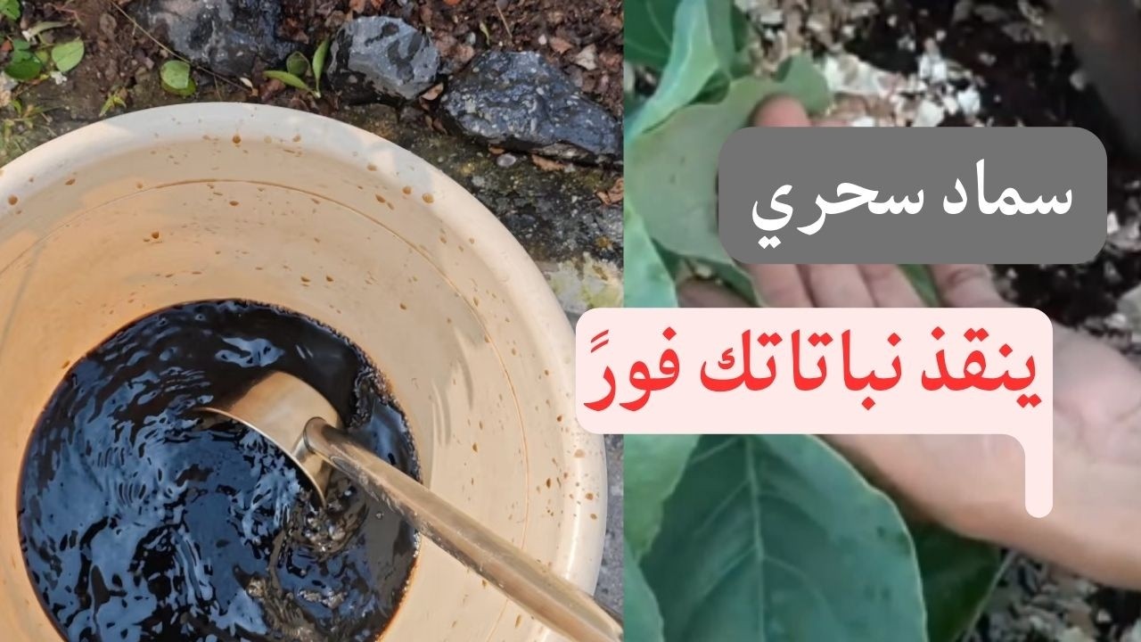 طريقة عمل سماد عضوي متكامل للنباتات في المنزل بسهولة وبمكونات طبيعية ...