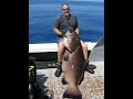 134 Lb Black Grouper