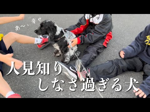 【いつものお散歩#16】人見知りしなさ過ぎる犬 イングリッシュコッカースパニエル 「みみ」の気持ち