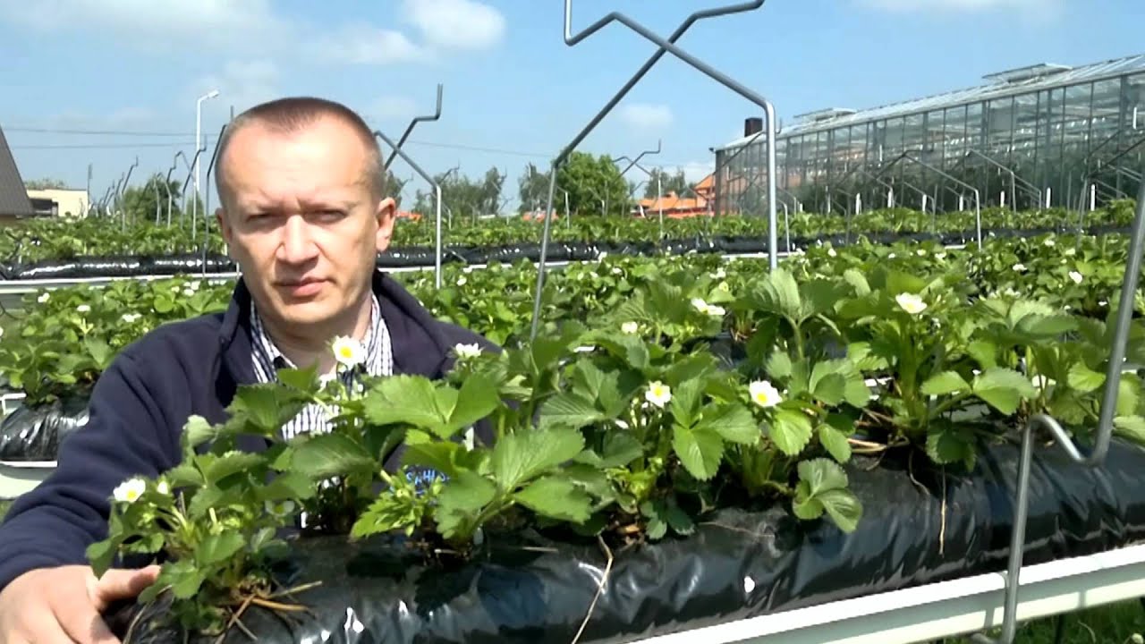 Specjalizuje Się W Uprawie Jednej Rośliny Aktywatory wzrostu w uprawie truskawek - YouTube