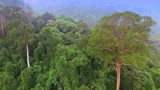 Sacred Tree l Tapang l Rainforest l Borneo l DJI Phantom 3 l