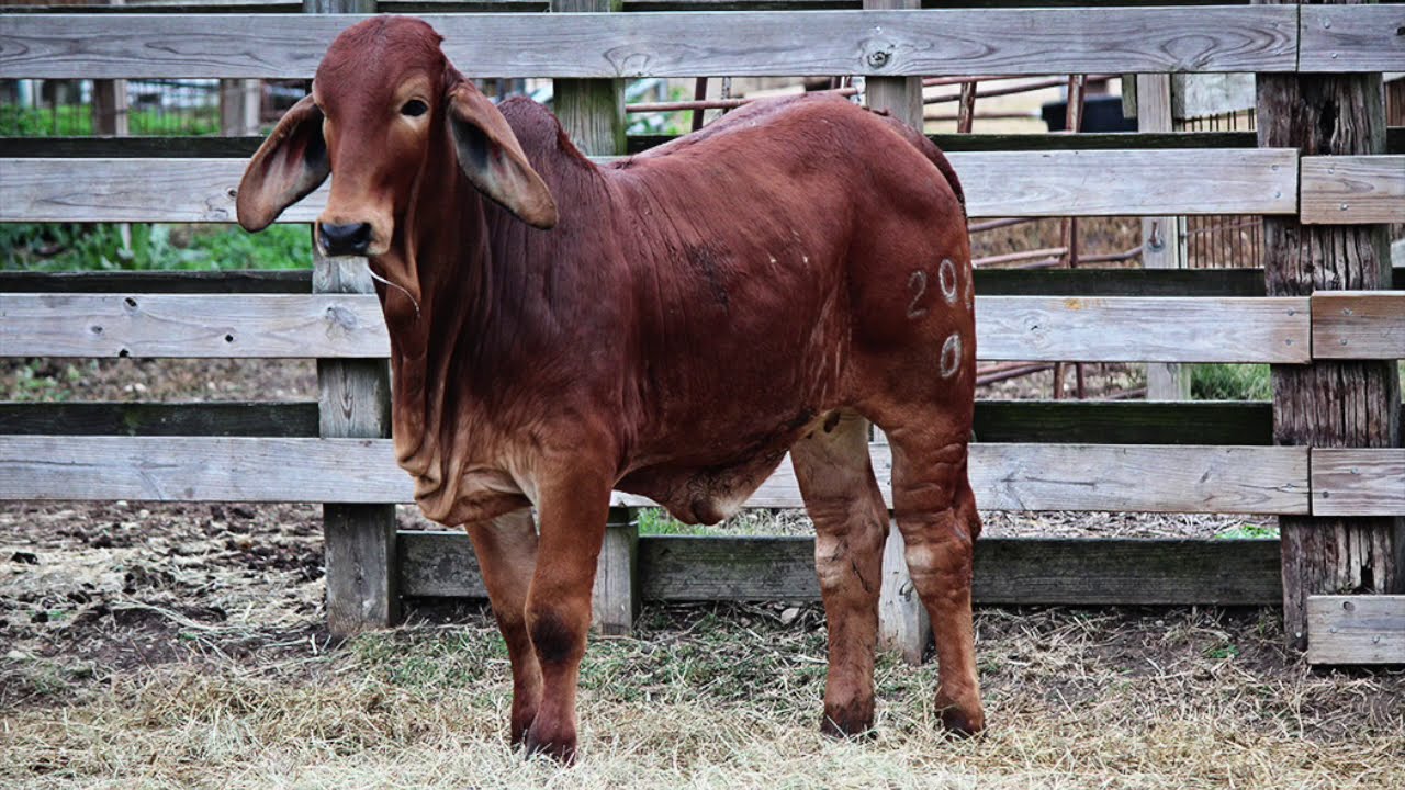 Broken Triangle Cattle-Red Heifers For Sale-2020 Calves - YouTube