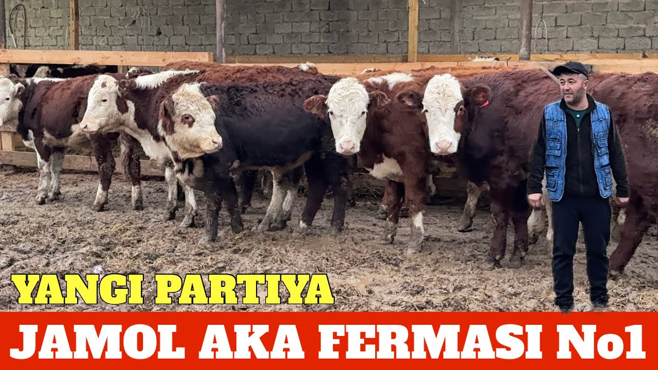 JAMOL AKA CHEMPION GREFORD SIMENTAL BUQALARI KELDI DAXSHAT 1-QO'L OPTOM NARXDA