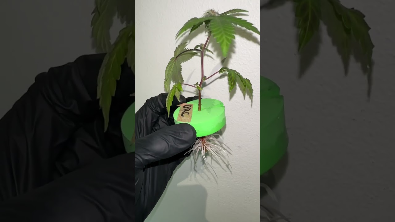 Aeroclonadora funcionando legal 👍