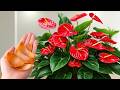Don’t Throw This Away! Anthurium Blooms Naturally All Year Long