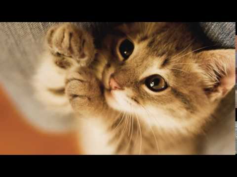 Video: Att Göra Känsla Av Dietmat För Katter Och Hundar, Del 2