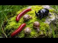 The Power of Three: Millipede, Snail, and Rhino Beetle Friendship #AnimalFriendship #ForestCreatures