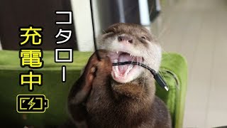 カワウソ コタロー　パワー充電中！！　Otter Kotaro Charging Power!