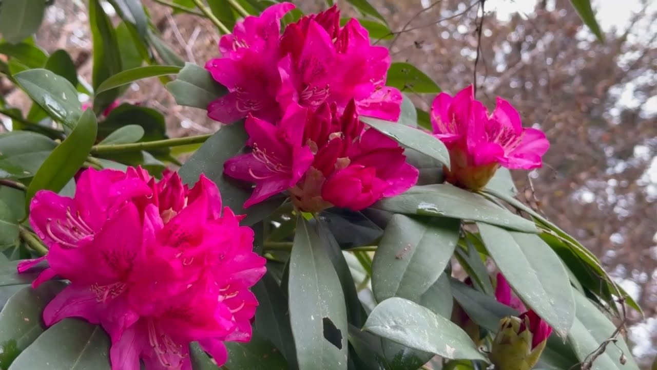 2025/04/02 桜が超超超撮り頃です！ 丸山公園 しゃくなげ谷（石楠花は