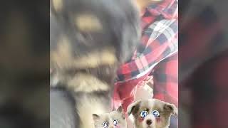Parkta yavru köpek  gördüm dayanamayıp gidip  sevdim
