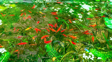 Hồ Cá Ngoài Trời Không Bị Rêu Tảo Là Có Bí Quyết