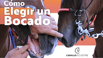 ¿El bocado hace daño al caballo?