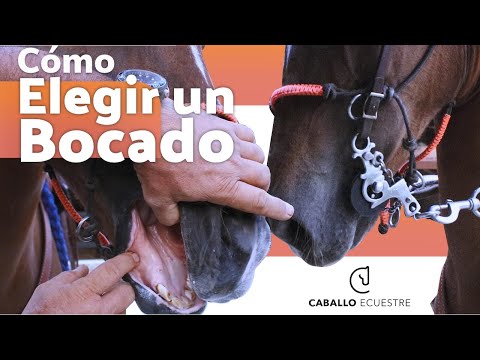 Video: ¿A los caballos les gustan las bridas sin freno?