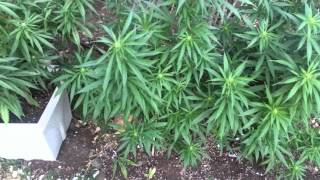 Weekly update for outdoor dutch treat grow