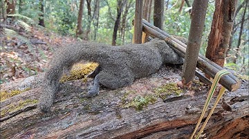 Green Wild Life: Create Amazing Balance Scale Trap To Catch Squirrel In The forest