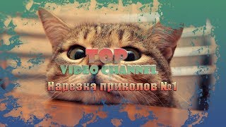 ПОДБОРКА ПРИКОЛОВ Смешные животные НАРЕЗКА видео приколов с животными ПОДБОРКА ПРИКОЛОВ Смешные животные НАРЕЗКА видео приколов с животными
