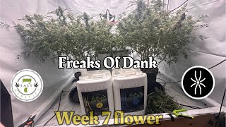 7 East Genetics Freaks Of Dank wk7 flower under @grandmasterlevel Master Bloom 6 Red