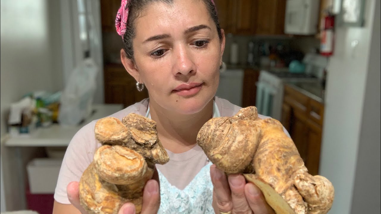 Mandioquinha Nos Estados Unidos Arracacha Batata Baroa Youtube