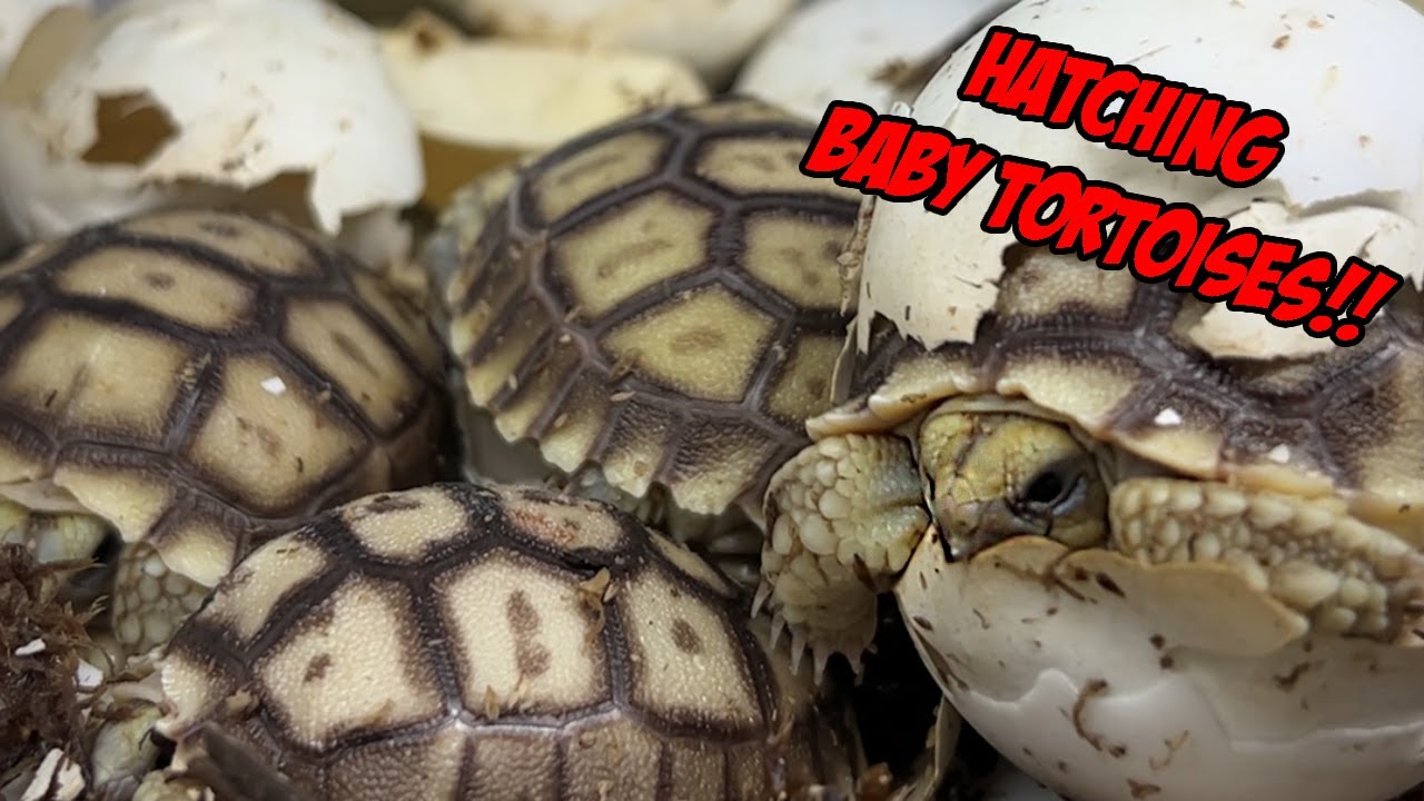 I Found Hatching Baby Tortoises in My Backyard! - YouTube