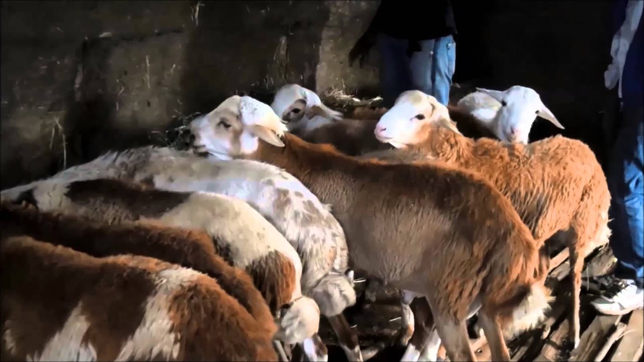 Dangila_Sheep fattening