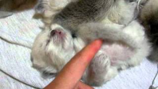 10-day-old Ragdoll kittens!! Very cute!