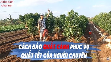 Cách Đảo Quất Cảnh Phục Vụ Quất Tết Của Người Chuyên Trồng Quất Lâu Năm | AlibabaH channel