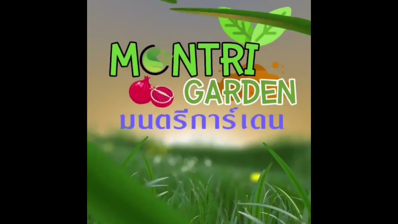 เสียบยอดอโวกาโด