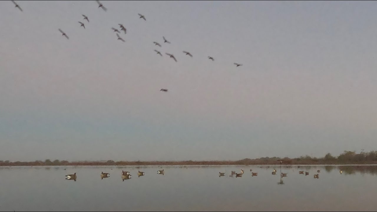 Solo Duck Hunt in Texas | Wind Shift, Fast Action & Mixed Bag Limit