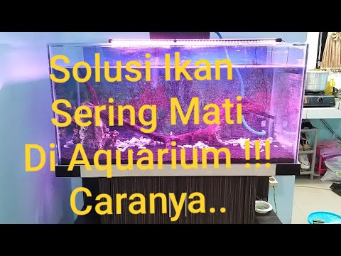 Penyebab Ikan Sering Mati di Aquarium dan Aquascape Baru Dan Lama Solusi || Karang Jahe Solusinya