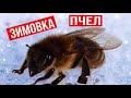 Опасность заморозков для пчел