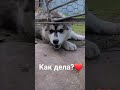 #funny #рекомендации #природа #весна #деревня #собака #маламут #animals #подпишись #лайк #отдых #dog