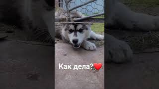 #funny #рекомендации #природа #весна #деревня #собака #маламут #animals #подпишись #лайк #отдых #dog