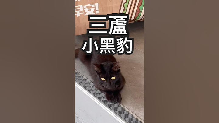 又遇見你，過馬路要小心，這裡很多車 #貓 #cat #寵物 #浪貓 #貓咪日常
