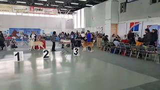 Выставка собак в Тюмени ТИМЕРТАШ ФАКТОР УСПЕХА Лучший юниор !!! Выставка собак в Тюмени ТИМЕРТАШ ФАКТОР УСПЕХА Лучший юниор !!!