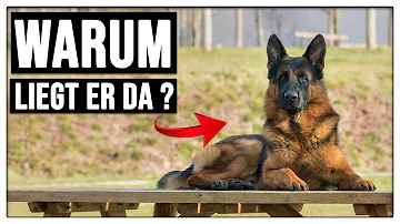 Warum liegt mein Hund immer vor der Haustür?