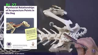 Myofascial Relationships of Acupuncture Points on the Dog: Section III: Pelvis and Tail