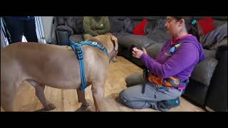 introduction to muzzle training your XL bully