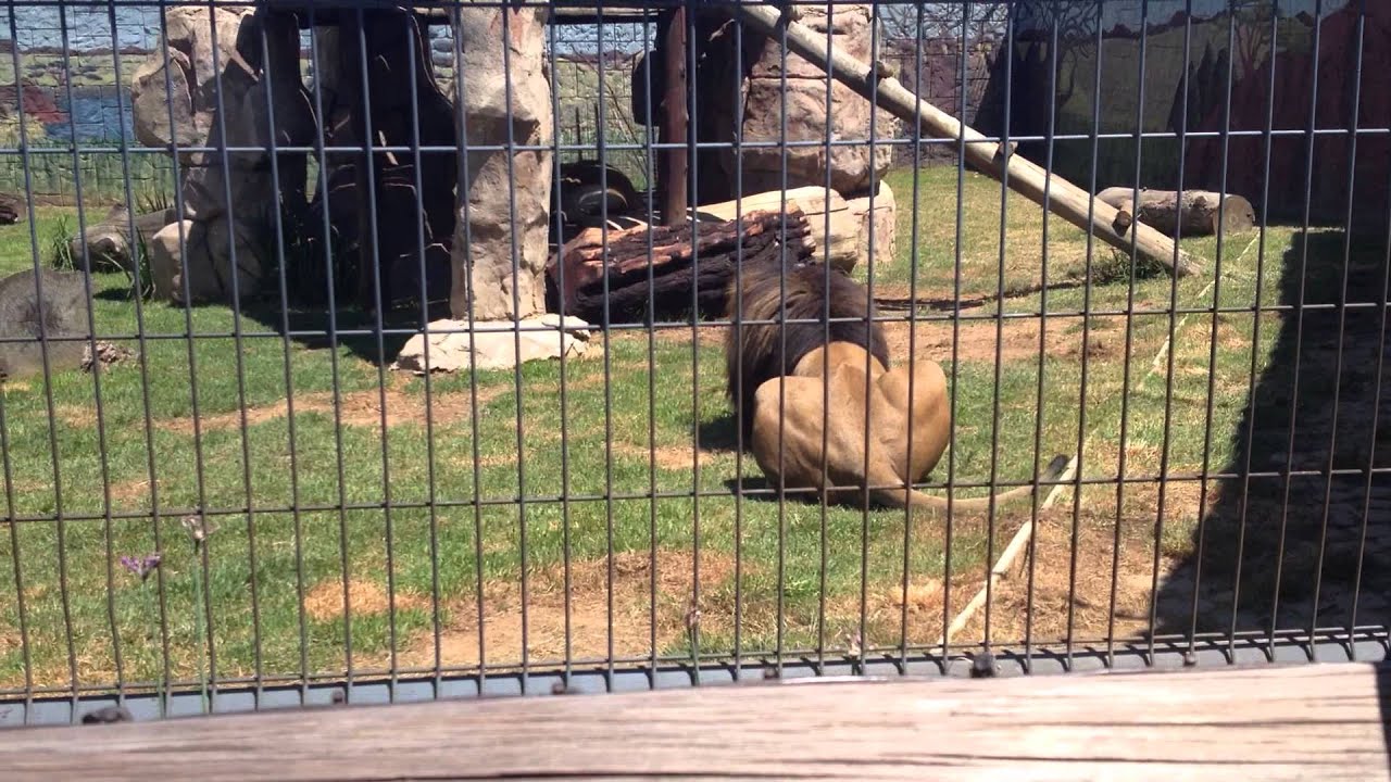Brown Lions - Lory Park Midtand South Africa 