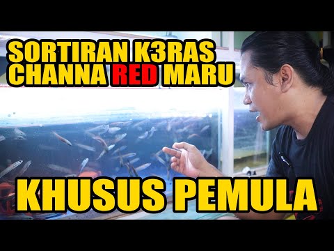 A COMPLETE GUIDE TO SELECTING RED MARU CHANNA FOR BEGINNERS
