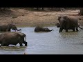 Elephants in Yala National Park- 2