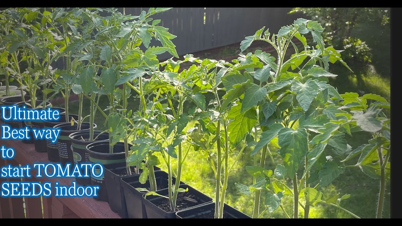 ULTIMATE BEST WAY TO START TOMATO SEEDS INDOOR YouTube